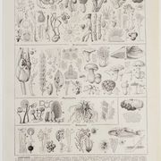Original botanical plate "Mushrooms I" from 1929