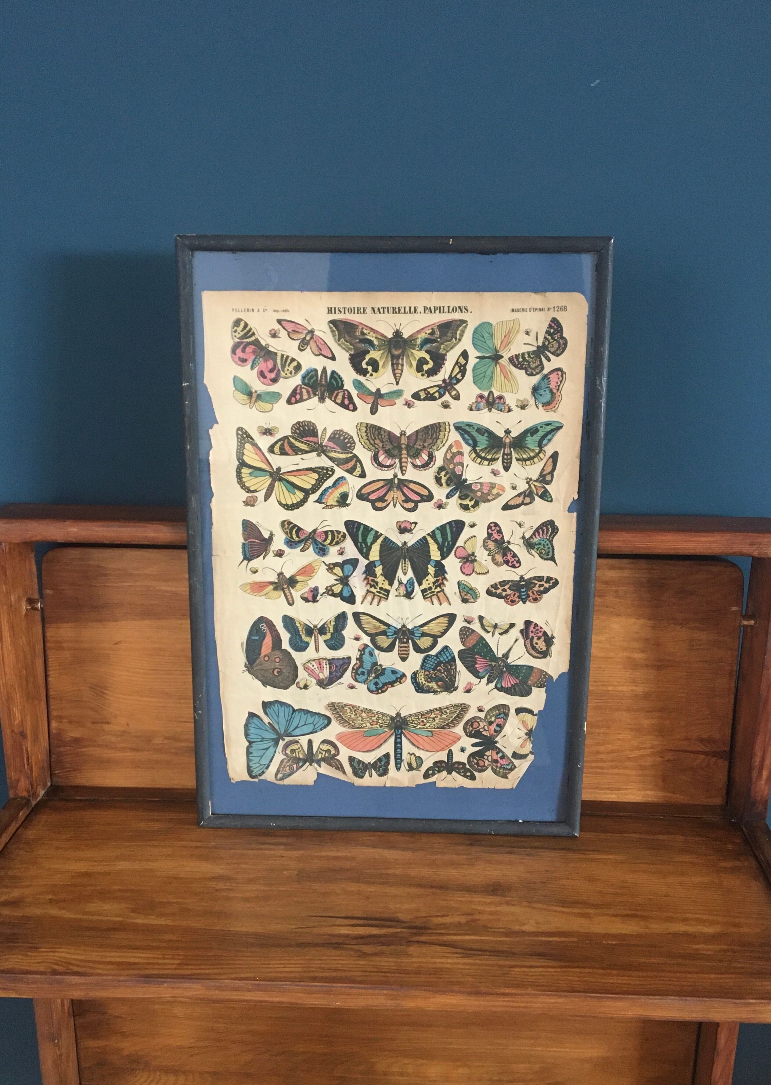 Framed botanical plank, 1900