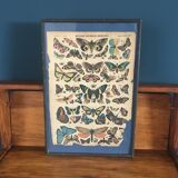 Framed botanical plank, 1900