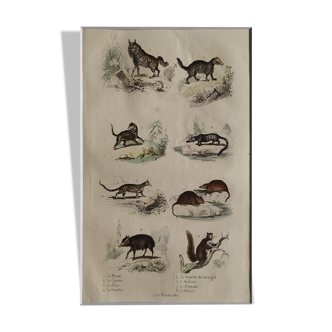 Original zoological plate " Hyena - Civette - Zibet - &c... " Buffet 1836