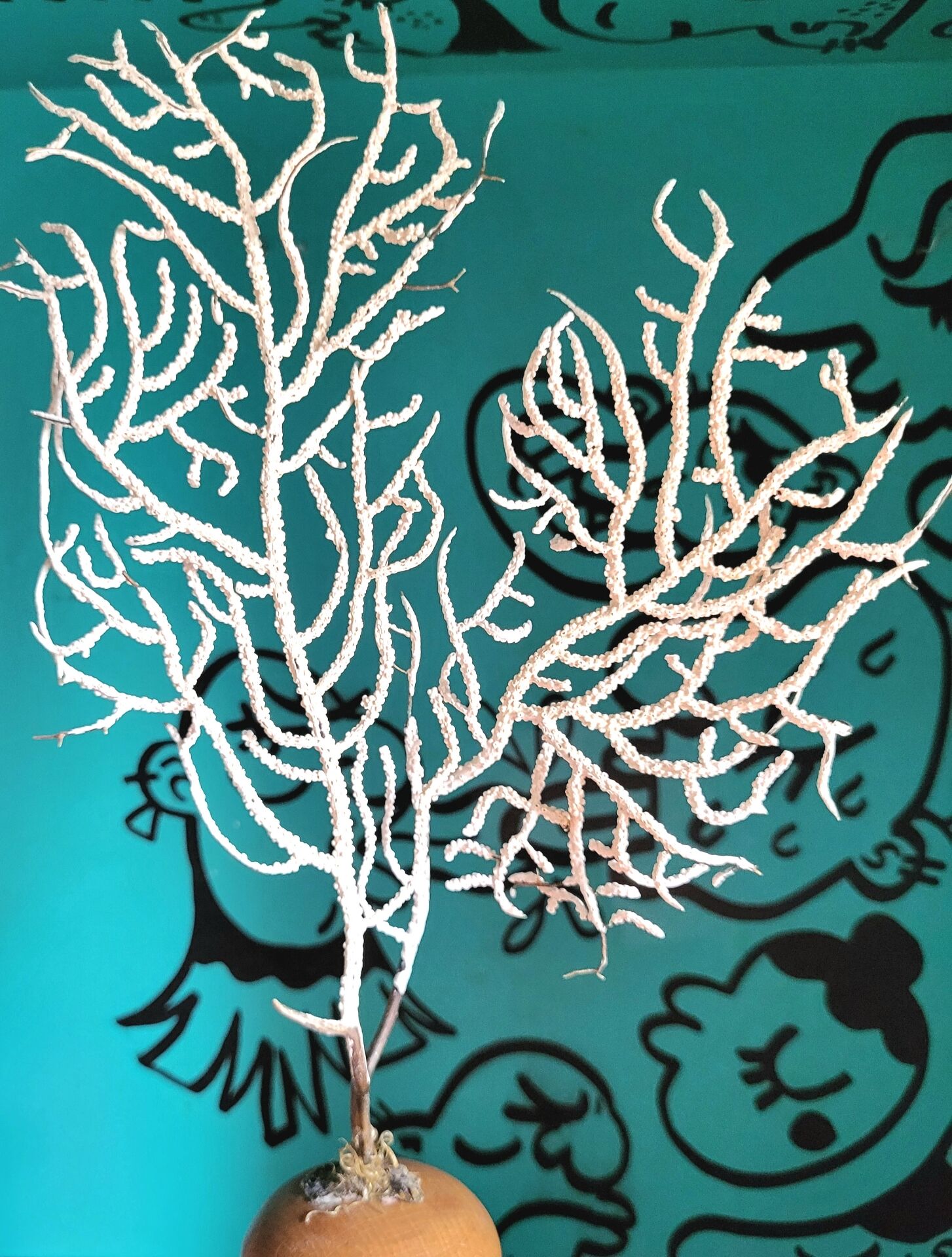 Natural white gorgone on a wooden base