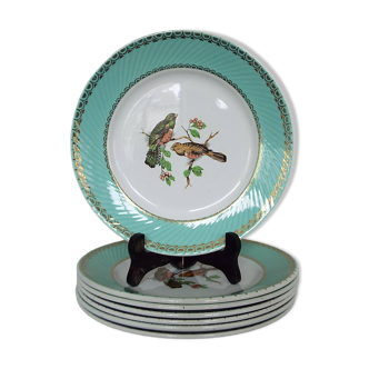 6 assiettes plates oiseaux