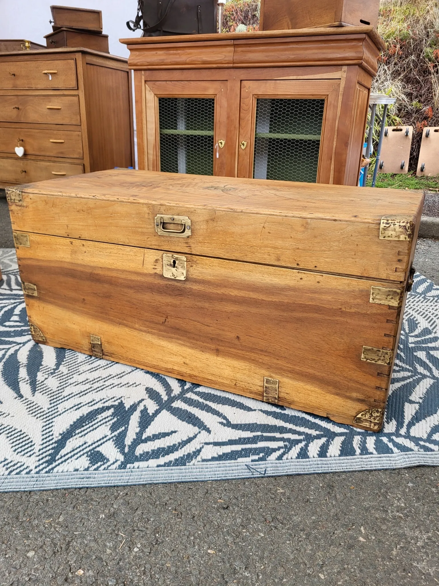 Old camphor wood trunk