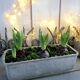 Pair of stainless steel planters