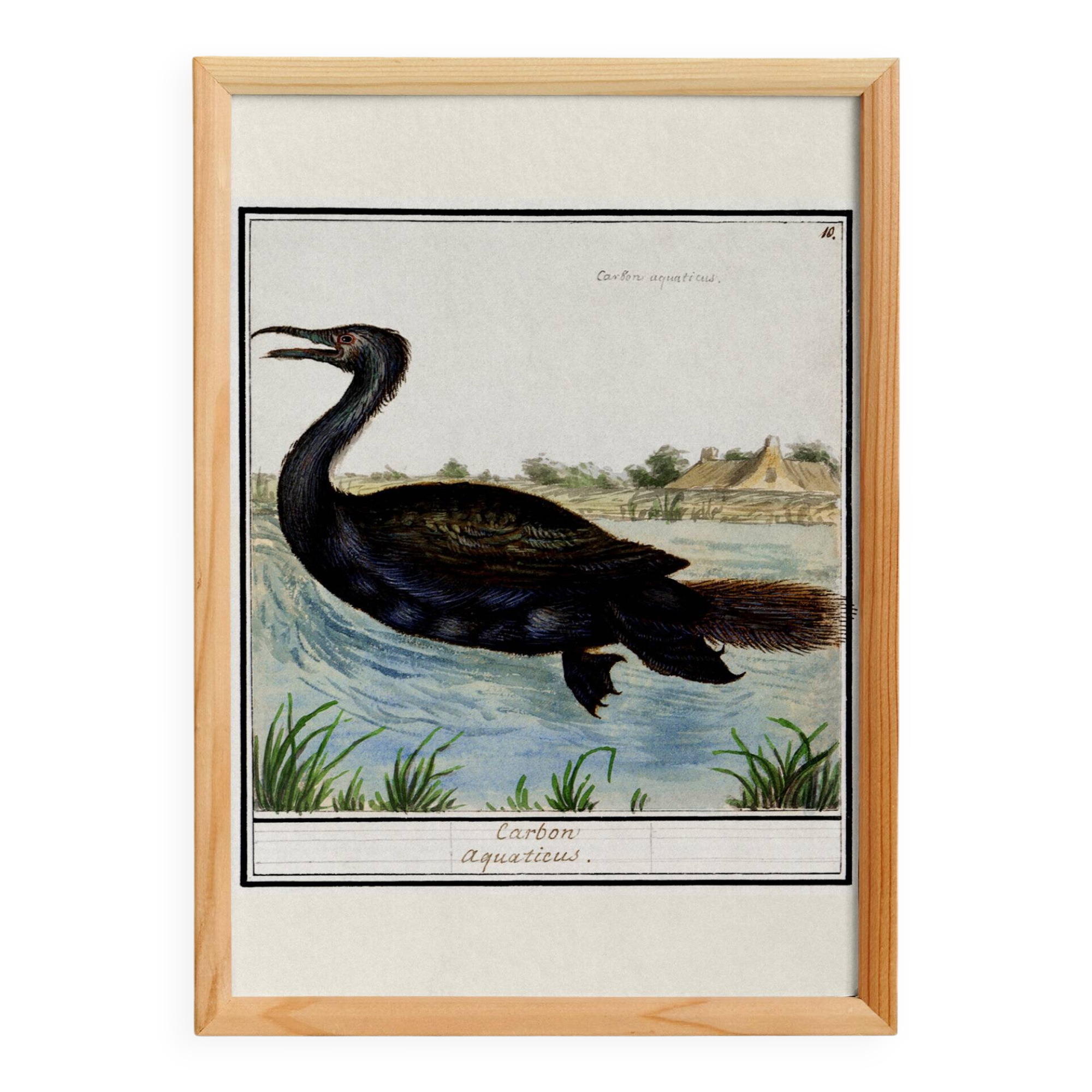 Small poster about the cormorant, after an old engraving from 1610.