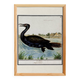Small poster about the cormorant, after an old engraving from 1610.