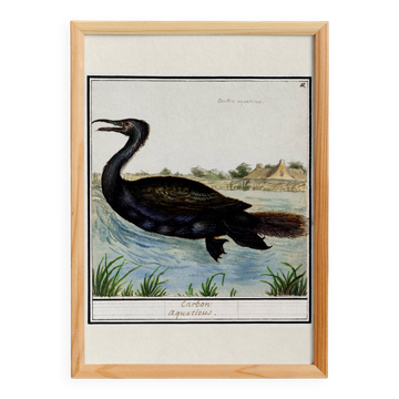 Small poster about the cormorant, after an old engraving from 1610.