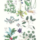 Poster on plants, after an engraving from 1881 (sanguisorba officinalis, globular)