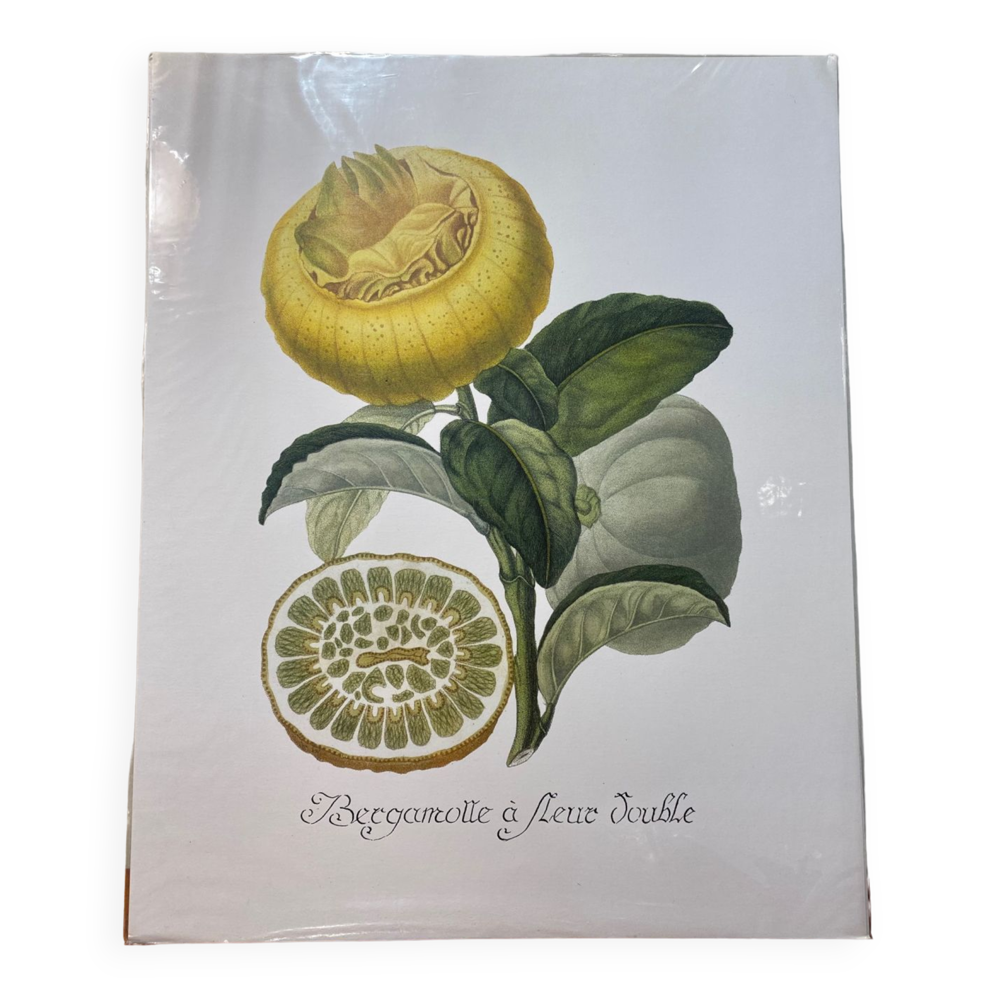 Risso Citrus Lithograph