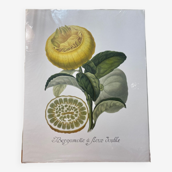 Risso Citrus Lithograph