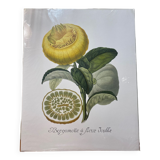 Risso Citrus Lithograph