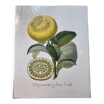 Risso Citrus Lithograph