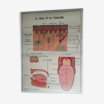Affiche scolaire recto verso - système nerveux & langue et peau