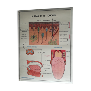 Affiche scolaire recto verso -