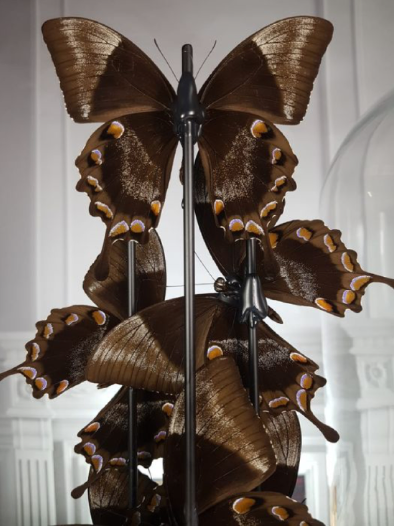 Blue emperor butterflies under large glass dome