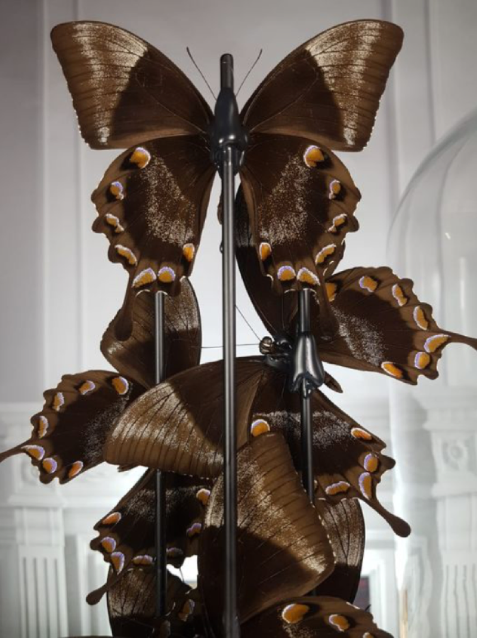 Blue emperor butterflies under large glass dome