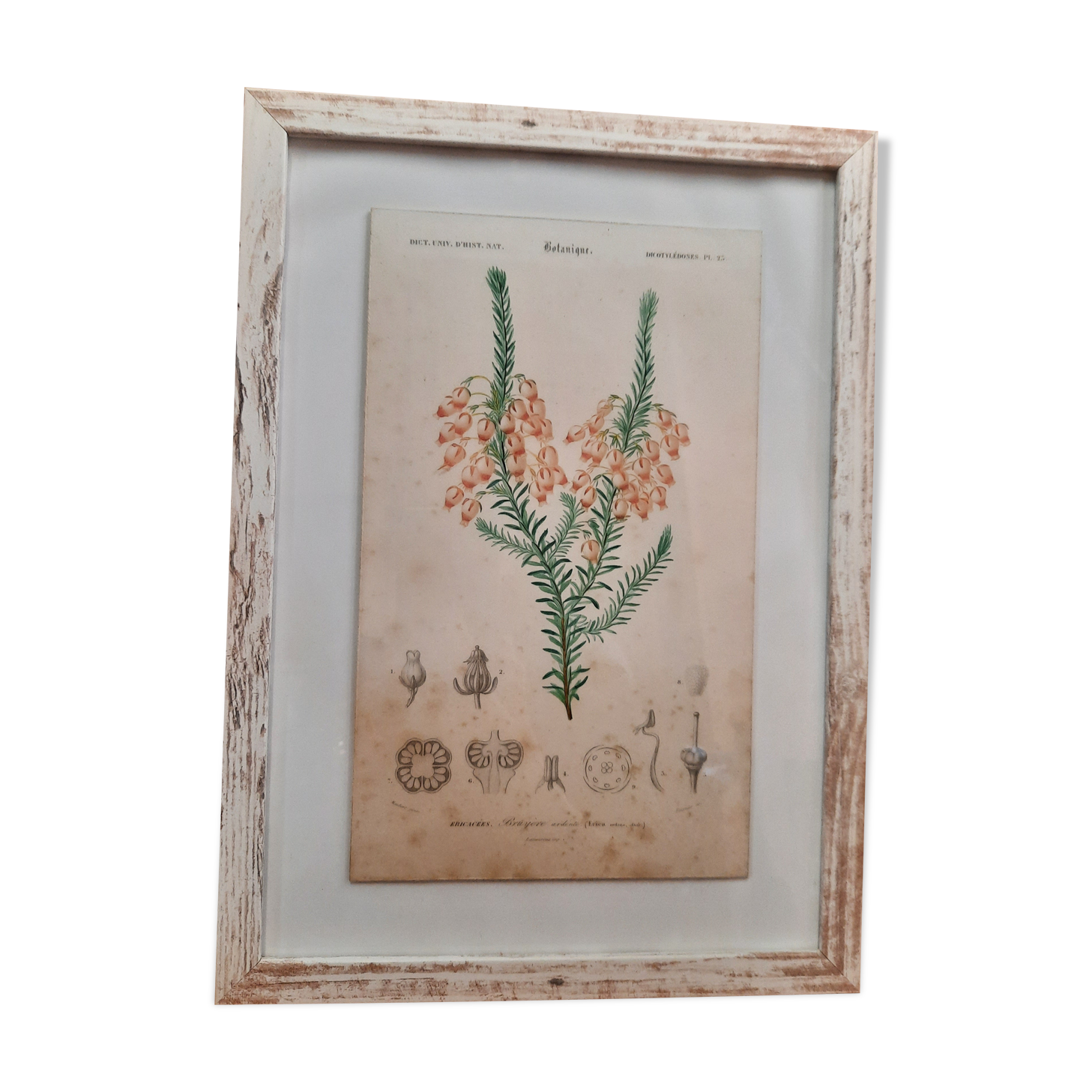 Framed botanical board