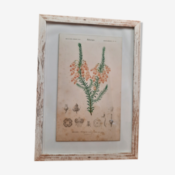 Framed botanical board