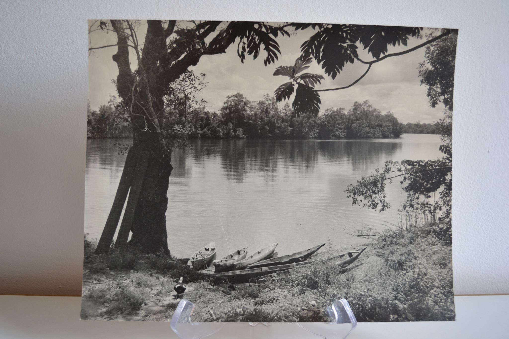 Photo argentique anonyme afrique gabon a vers 1970