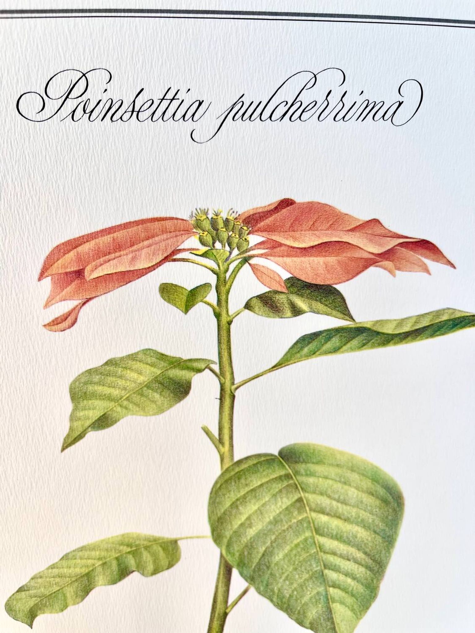 Planche botanique – Poinsettia pulcherrima – Louis Pariente, 1986
