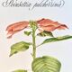 Botanical plate – Poinsettia pulcherrima – Louis Pariente, 1986