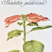 Planche botanique – Poinsettia pulcherrima – Louis Pariente, 1986