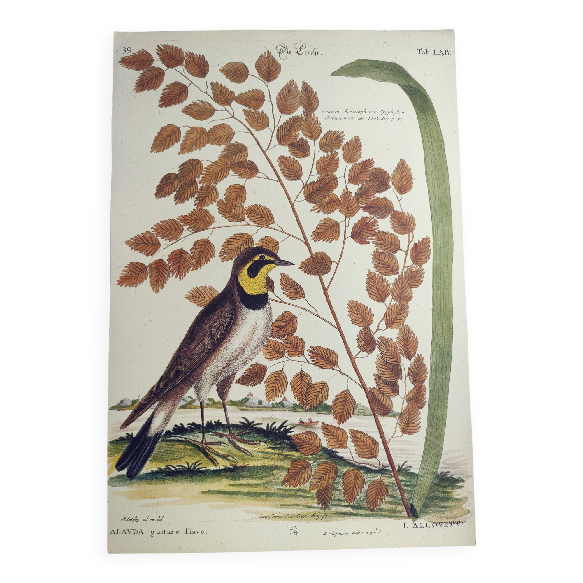 Old bird engraving -L'Allouette- Vintage zoological board from 1973 by Seligmann & Catesby