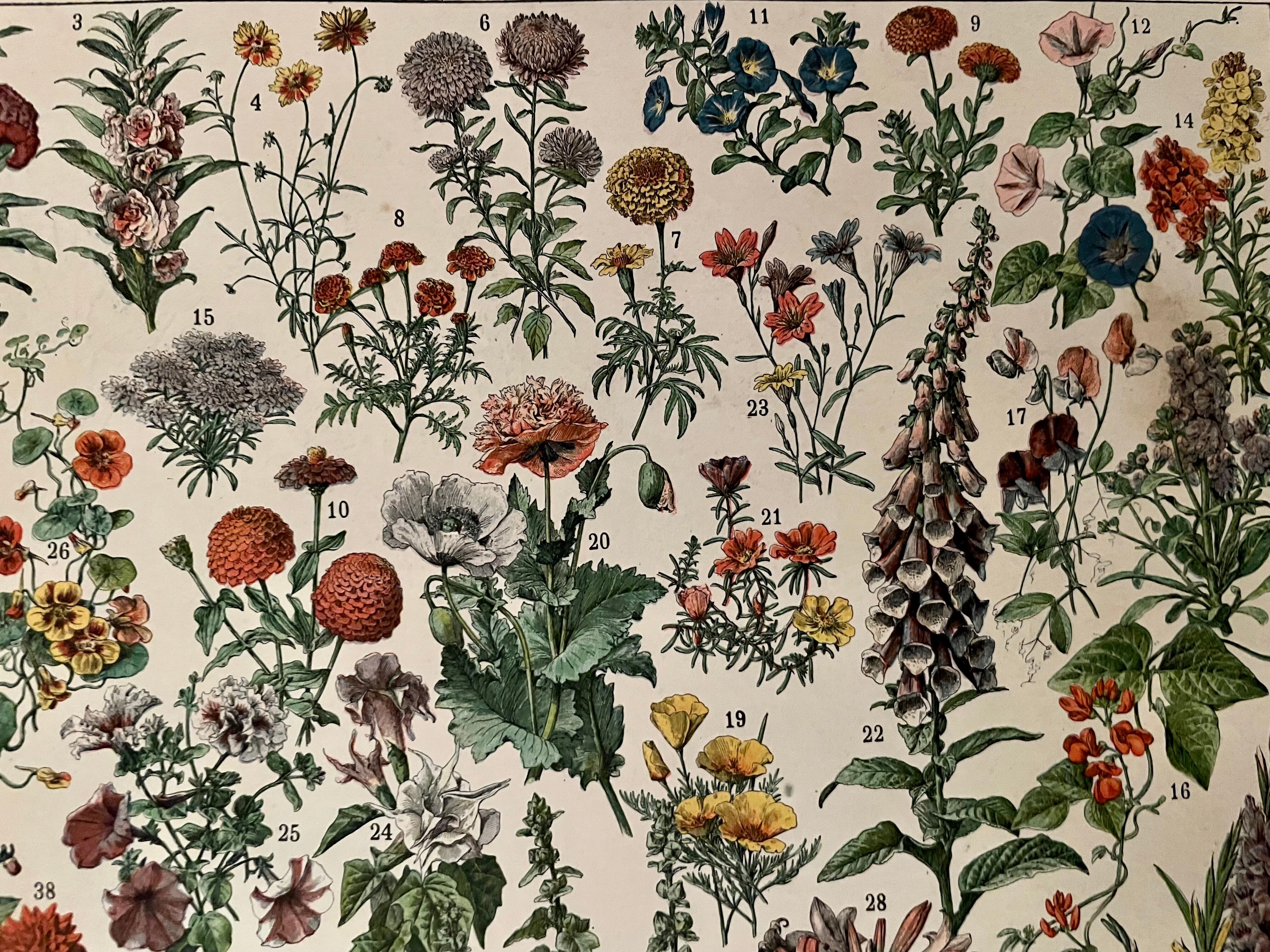 Lithograph on flowers from 1897 (amaranth)