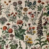 Lithograph on flowers from 1897 (amaranth)