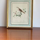 Bird frame