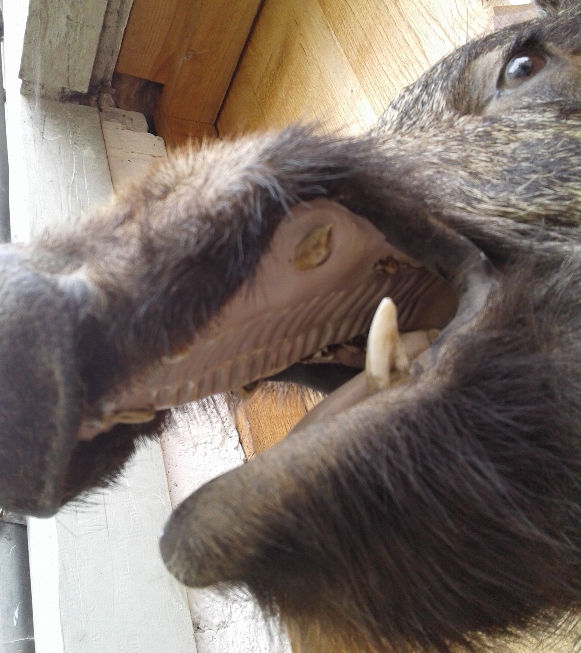 Taxidermie, tête de sanglier