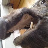 Taxidermie, tête de sanglier