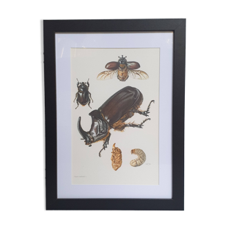 Illustration of insect biology board - European rhinoceros beetle