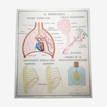 Affiche scolaire Rossignol des années 50 médecine anatomie respiration