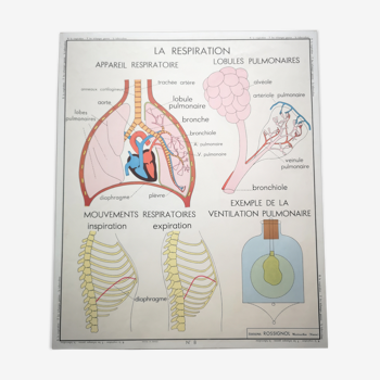 Former School Poster Rossignol of the 50s Medicine Anatomy Breathing