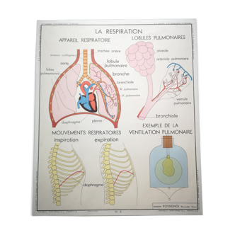Affiche scolaire Rossignol des années 50 médecine anatomie respiration
