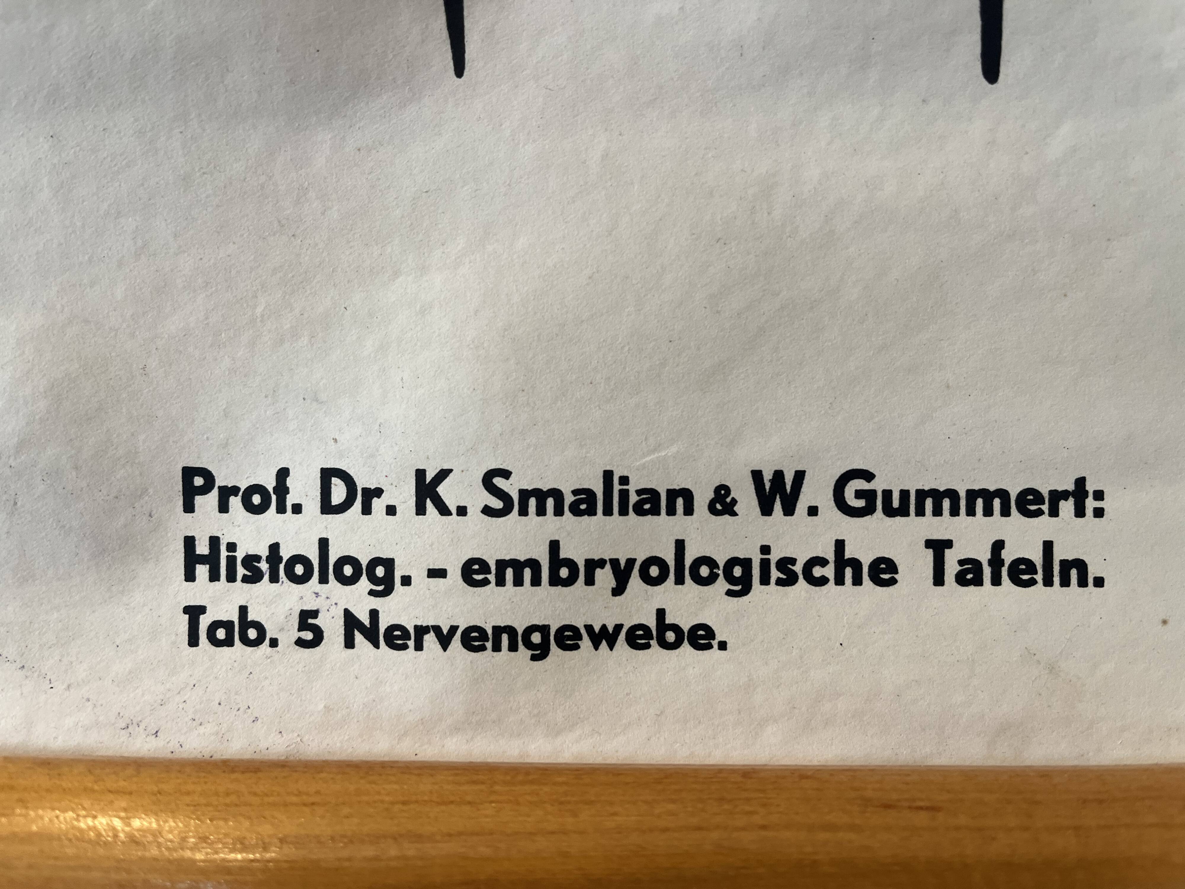 Zoological poster, cell of the animal body