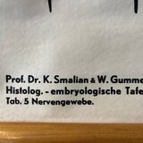 Zoological poster, cell of the animal body