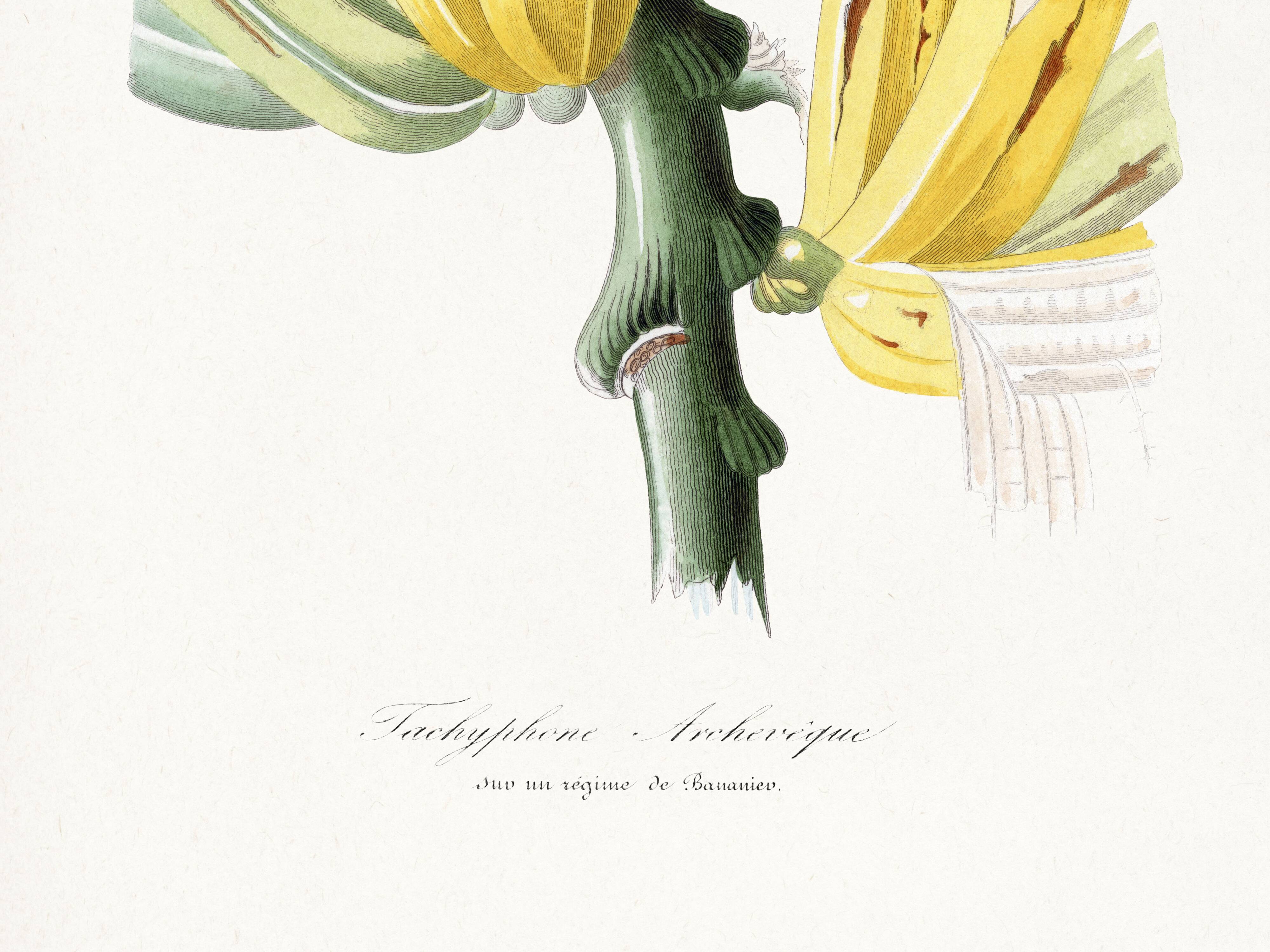 Poster featuring a tanagara tree and a bunch of bananas, based on an engraving
