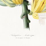Poster featuring a tanagara tree and a bunch of bananas, based on an engraving