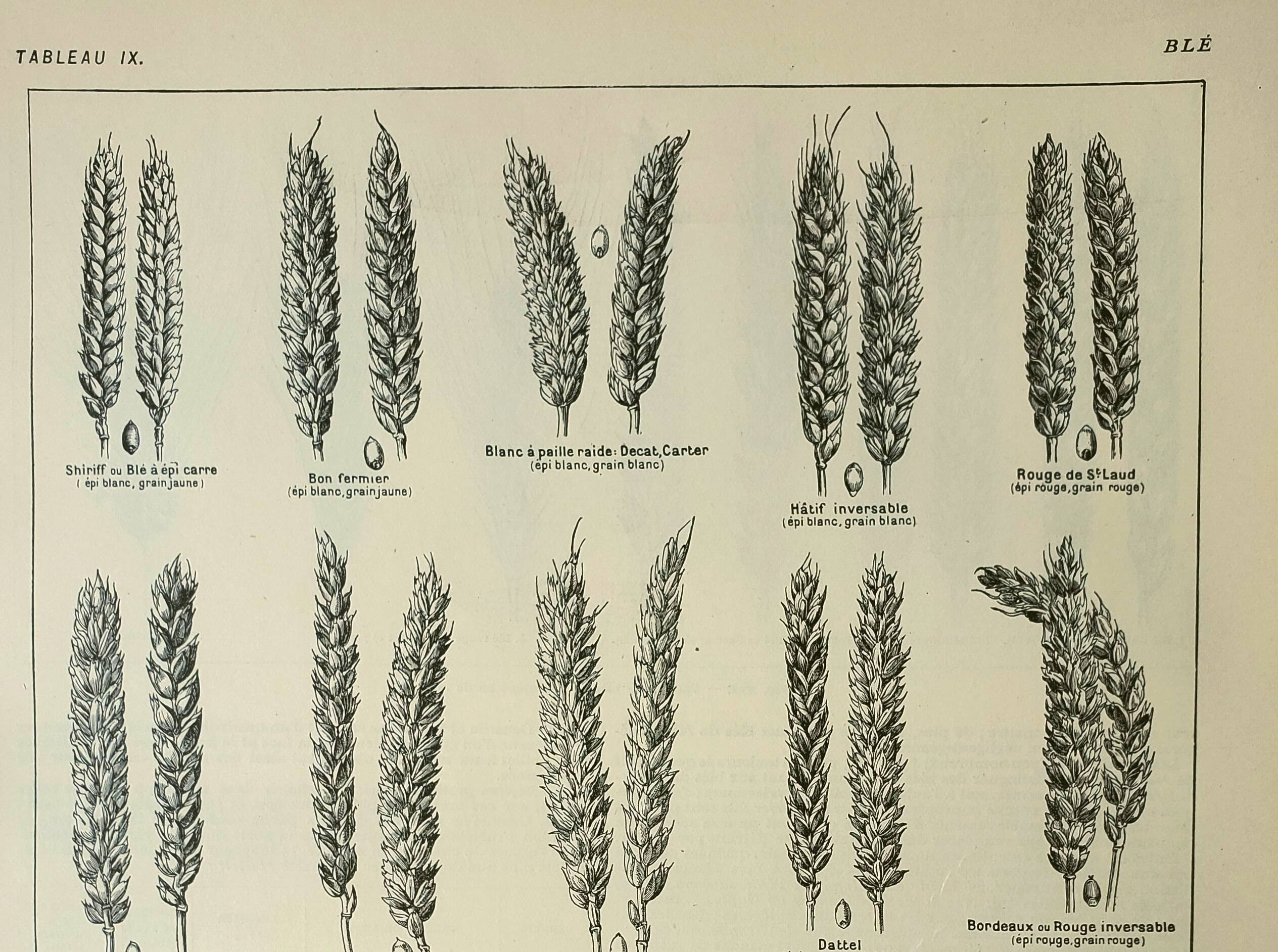 Old engraving 1922, Wheat 1, varieties of wheat, cereals, flour • Lithograph, Original plate