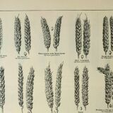 Old engraving 1922, Wheat 1, varieties of wheat, cereals, flour • Lithograph, Original plate