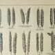 Old engraving 1922, Wheat 1, varieties of wheat, cereals, flour • Lithograph, Original plate