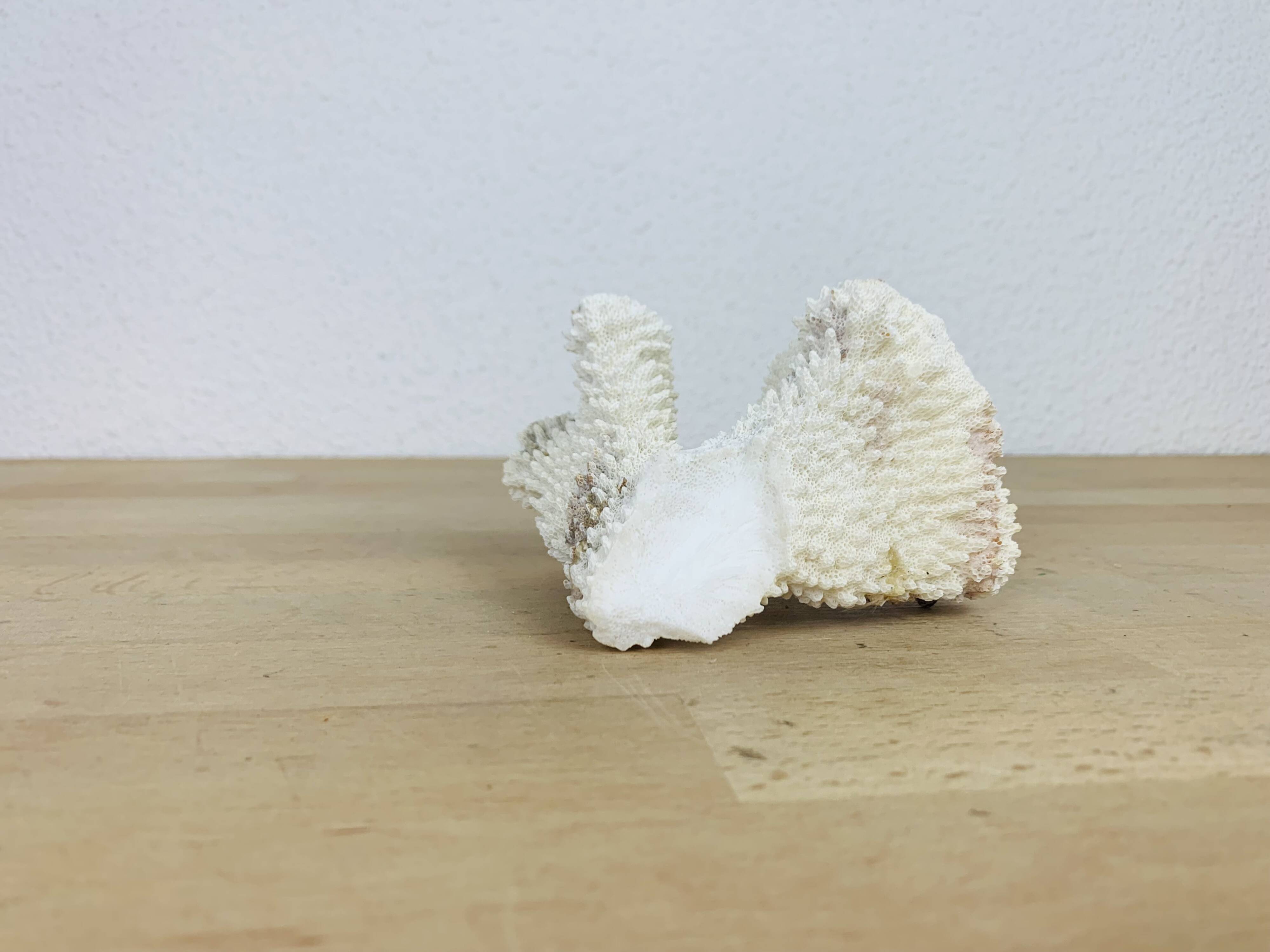 3 old white corals, coral