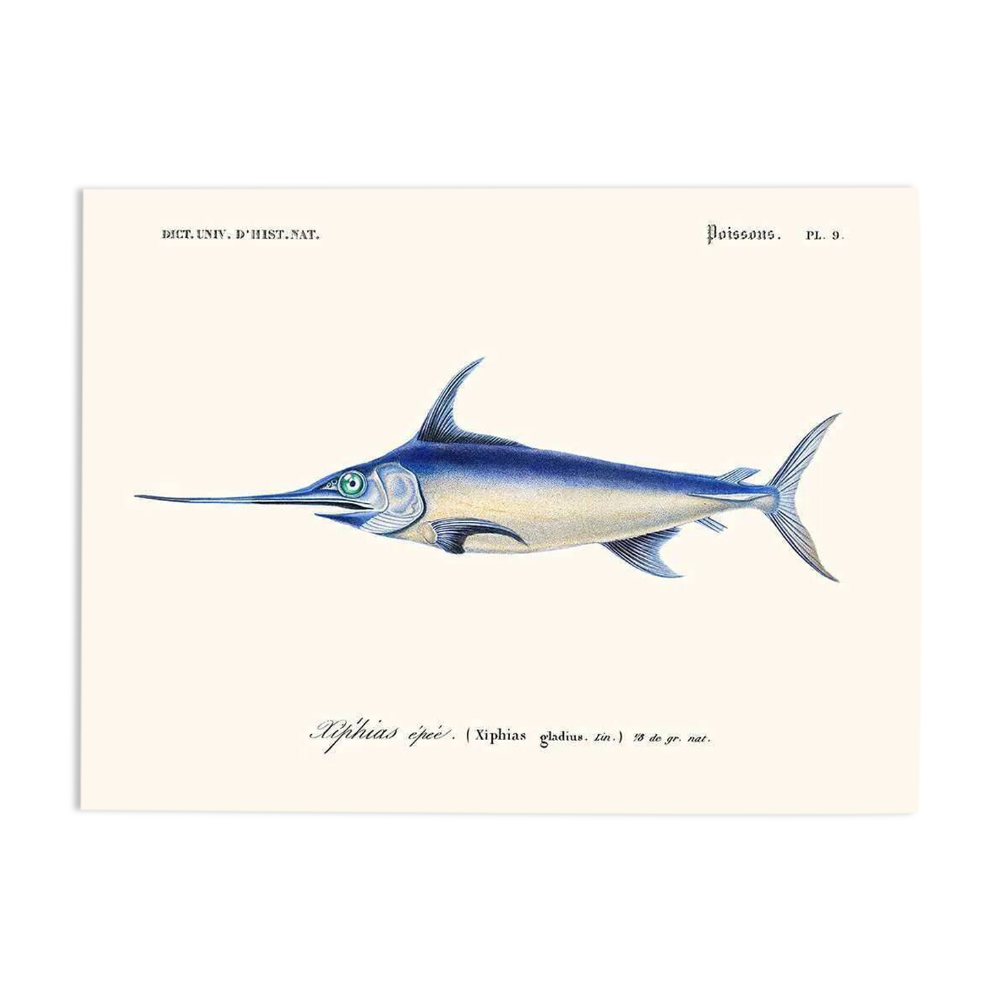 Vintage illustration of the swordfish Xiphias gladius in blue and silver nature.