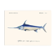 Vintage illustration of the swordfish Xiphias gladius in blue and silver nature.