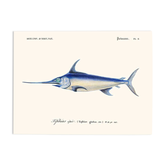 Vintage illustration of the swordfish Xiphias gladius in blue and silver nature.