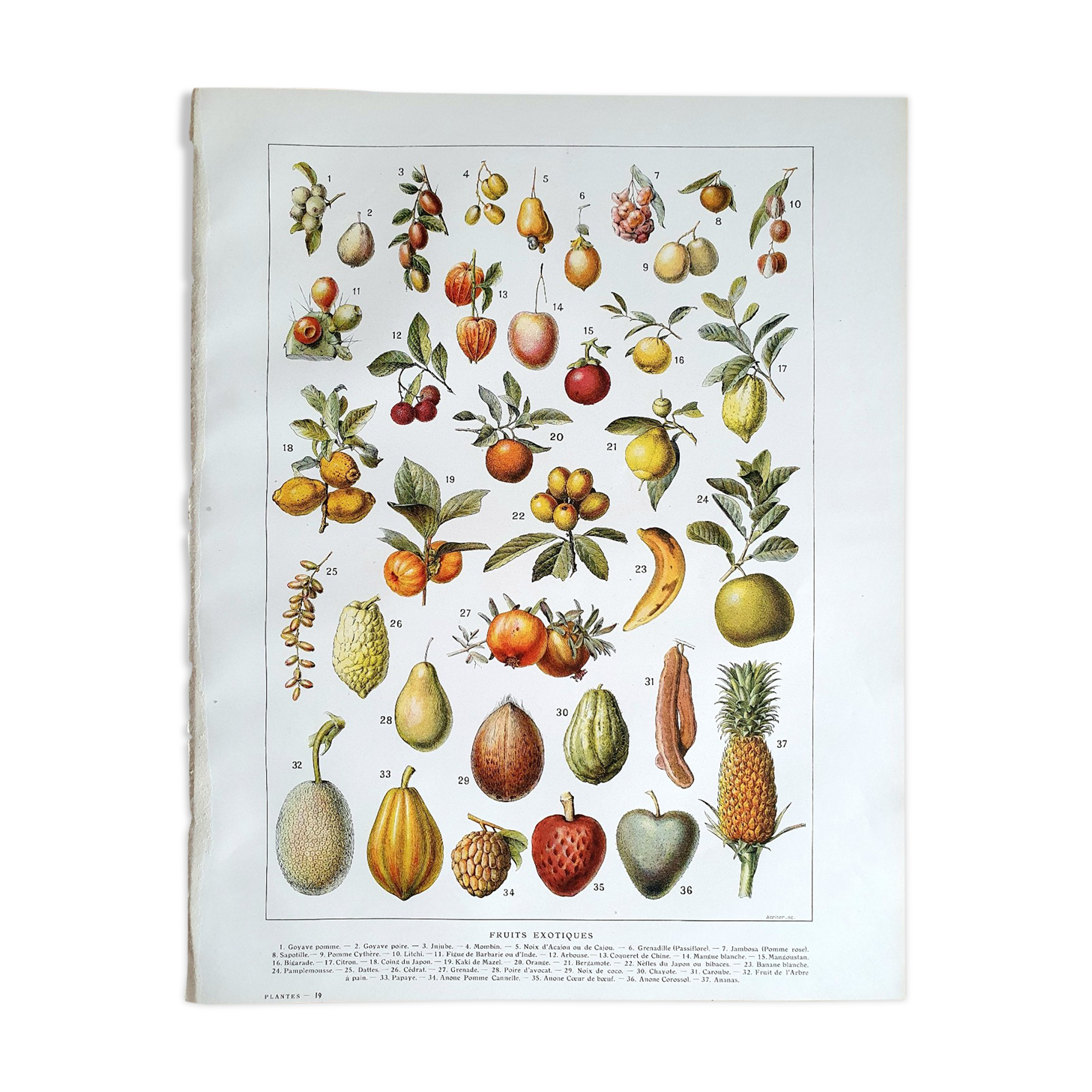 Planche botanique années 20 Fruits exotiques