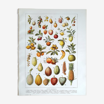 Botanical board 20s Exotic fruits