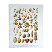 Botanical board 20s Exotic fruits